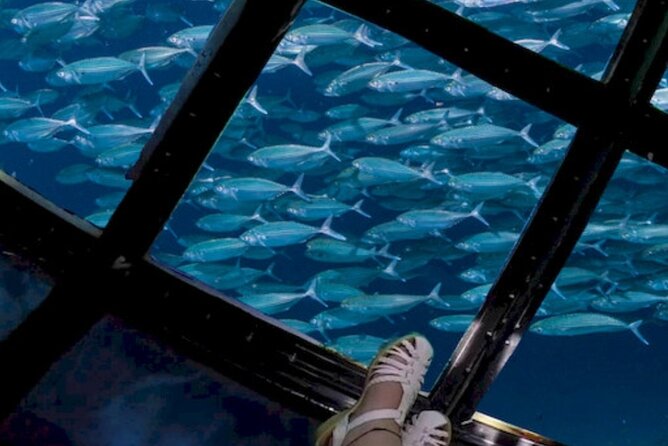 Glass Bottom Boat Water Activity in Montego Bay Jamaica - Should You Book This Glass Bottom Boat on Your Montego Bay Trip?