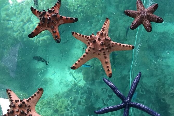 Glass Bottom Boat Water Activity in Montego Bay Jamaica - Comfort and the Private-Group Advantage (Pickup Included)