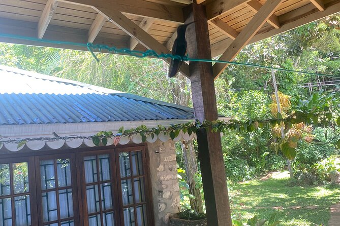 Great River Bamboo Rafting and Bird Sanctuary Combine Tour From Montego Bay - What to plan for on the day, bring a camera and expect good weather