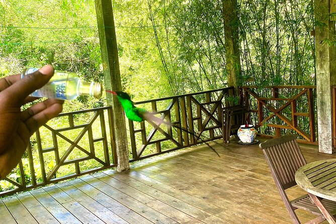 Great River Bamboo Rafting and Bird Sanctuary Combine Tour From Montego Bay - Should you book this Great River Bamboo Rafting and Bird Sanctuary Combine Tour?