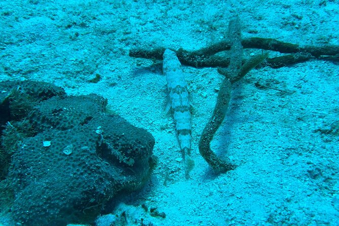 Guided Snorkeling at the Anchor and Cannon Reef in Negril - What This Negril Snorkeling Tour Feels Like From Start to Finish