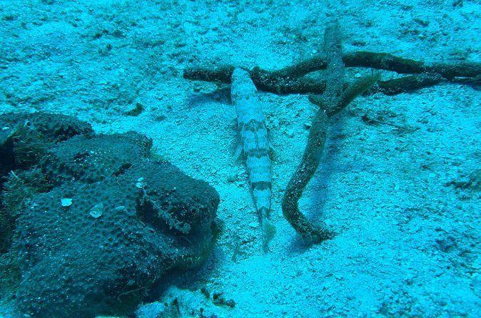 Guided Snorkeling at the Anchor and Cannon Reef in Negril - Anchor and Cannon Reef: Coral, Fish, and a Sunken Cannon