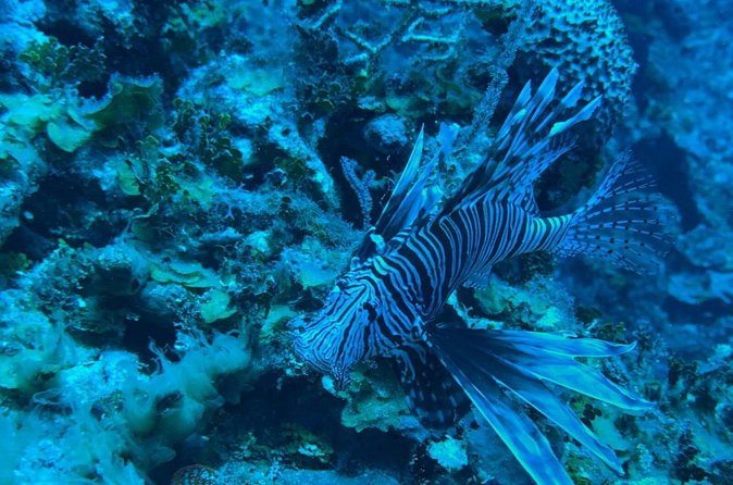 Guided Snorkeling at the Anchor and Cannon Reef in Negril - Spotting Wreck Areas While You Snorkel