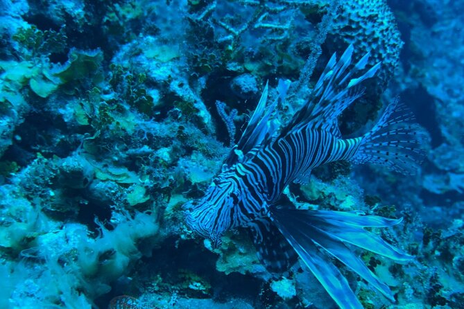 Guided Snorkeling at the Anchor and Cannon Reef in Negril - Seven Mile Beach Cruise: Fast Views of the Big Names