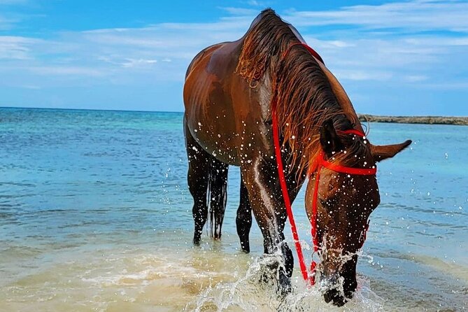 Horseback Ride and Swim Jamaica - Who this fits best (and who should skip)