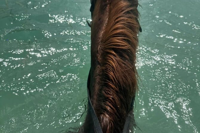Horseback Riding In The Ocean from Montego Bay Private Transfer - Guides, safety, and why people keep bringing up comfort