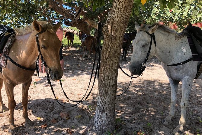 Horseback “SPECIAL”- Negril’s Beach Ride N’ Swim with Free photos/videos - Guides who talk, and photo help that feels genuinely useful