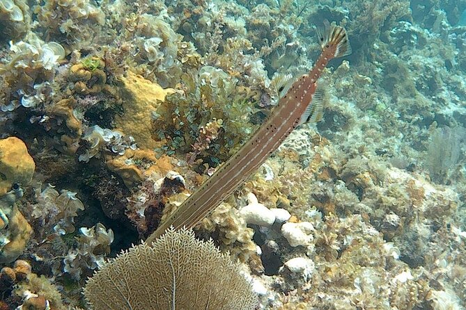 Incredible Negril Guided Snorkeling To Reef, Anchor, and Cannon - Negril Snorkeling to Reef, Anchor, and Cannon