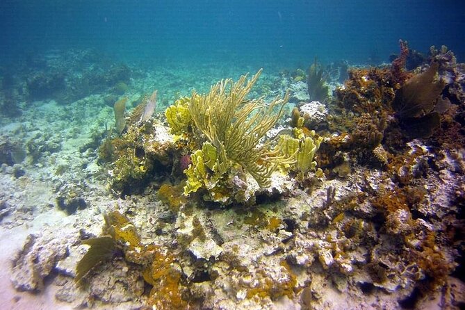 Incredible Negril Guided Snorkeling To Reef, Anchor, and Cannon - Who This Tour Fits Best, and Who Should Consider Alternatives