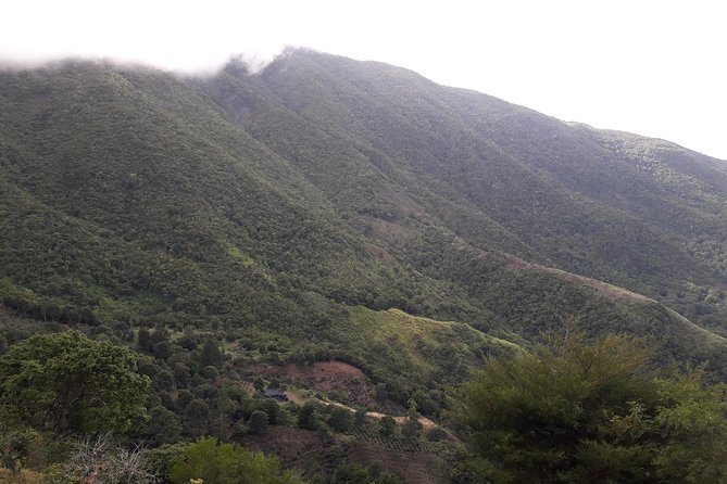Jamaica Blue Mountain Guided Nature Tour - The Ride Back: Optional Local Food Stop and Lunch Upgrade