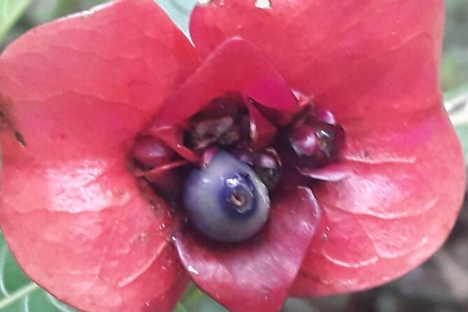 Jamaica Blue Mountain Guided Nature Tour - Price and Park Fees: What $240 Really Buys