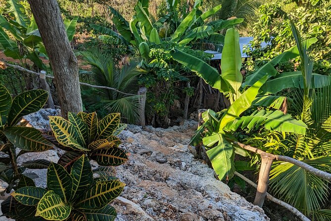 Jamaican Roots Tropical Farm Tour - Taste & Explore (Negril) 2hr - What the 2.5 Hours Actually Look Like, From Pickup to Veranda Time