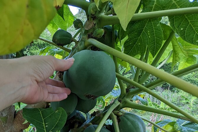 Jamaican Roots Tropical Farm Tour - Taste & Explore (Negril) 2hr - Who Should Book This Tour (And Who Might Find It Less Ideal)
