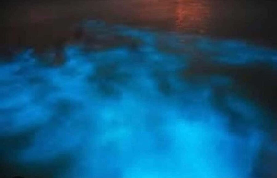Luminous lagoon : Night Tour from Ocho Rios and Runaway Bay - What makes the lagoon glow in the first place