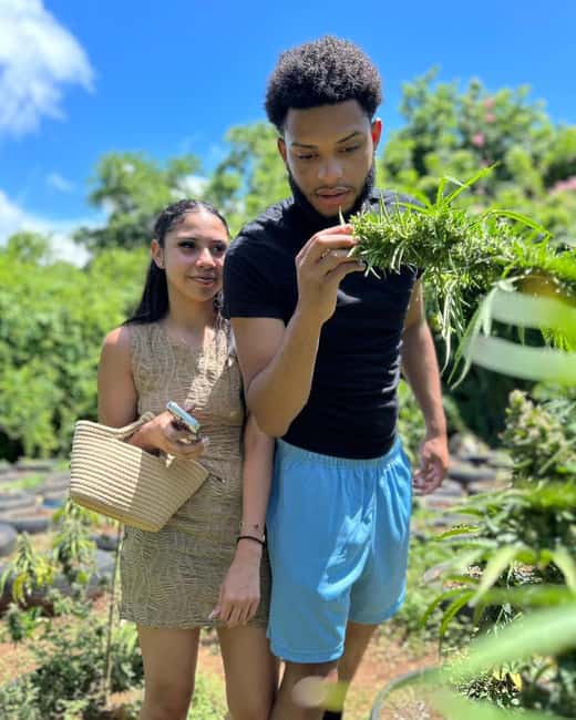 Montego Bay: Cannabis Farm, Bamboo Rafting, & Foot Massage - Key points before you go