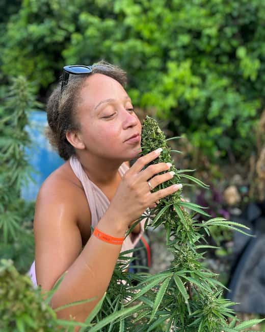 Montego Bay: Marijuana Farm and Bird Sanctuary Tour - The Herb Farm Nursery: Touch, Smell, and the Seed-to-Sale Story