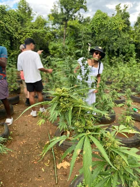Montego Bay: Marijuana Farm and Bird Sanctuary Tour - Exotic Bird Sanctuary Time: Petting, Playing, and Asking the Tough Questions