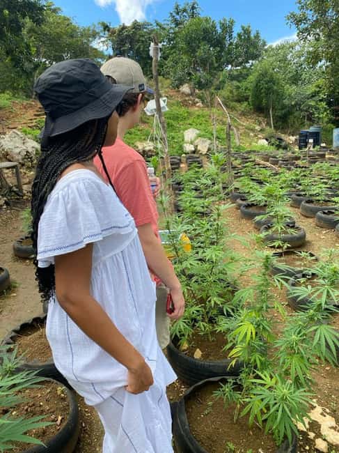 Montego Bay: Marijuana Farm and Bird Sanctuary Tour - Practical Tips That Make This Tour Feel Easier