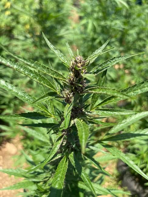 Montego Bay: Marijuana Farm Private Tour with Transportation - Who should book this tour, and who might not