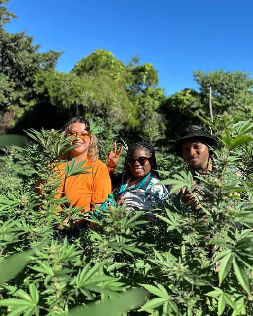 Montego Bay: Marijuana Farm Private Tour with Transportation - Hands-on tasks and time for questions: what you might do