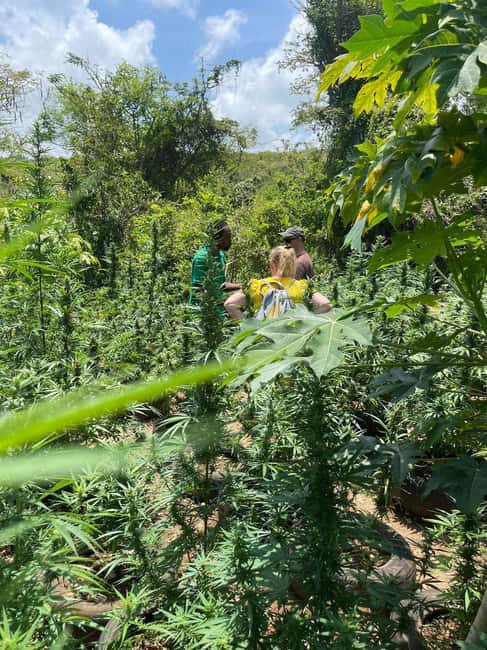 Montego Bay: Marijuana Farm Private Tour with Transportation - Price and value: what $133 buys in 1 to 2 hours
