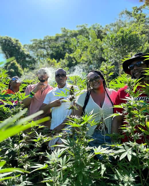 Montego Bay: Marijuana Farm Private Tour with Transportation - Meeting the guides: Carlos, TJ, and a friendly farm vibe