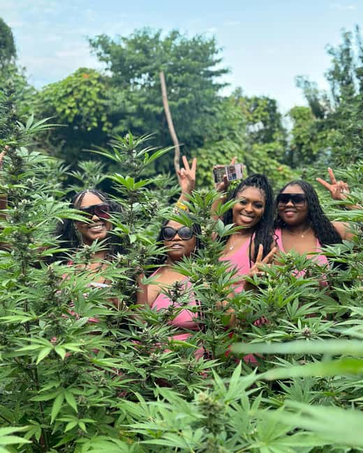 Montego Bay Marijuana Farm Tour - From Montego Bay pickup to Cornwall County farms