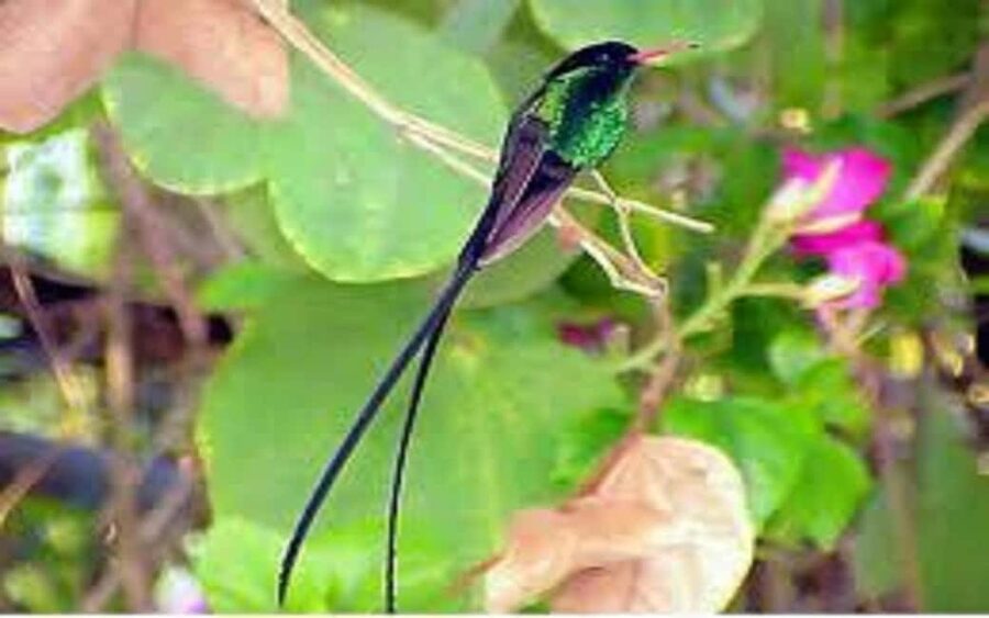 Montego Bay: Private Rocklands Bird Sanctuary Trip - Key highlights worth centering in your plan