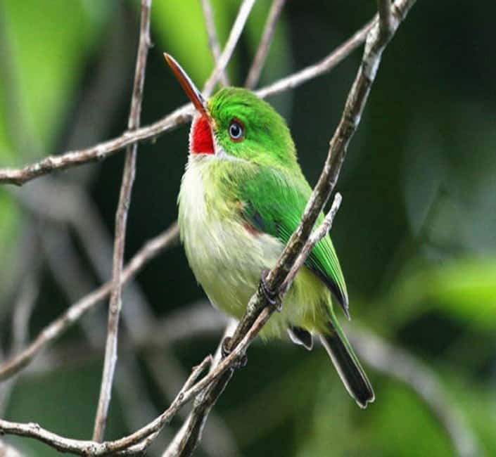 Montego Bay: Private Rocklands Bird Sanctuary Trip - Who this is best for, and who might want a different style