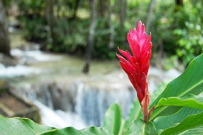 Montego Bay to Dunn's River Falls Half-Day Trip - Swim first, then climb: what the experience feels like