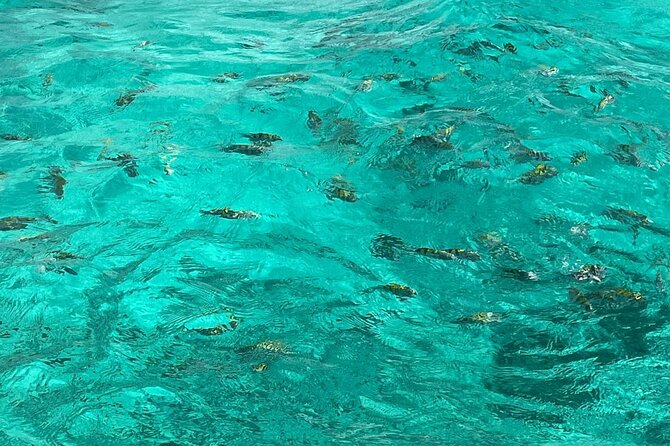 Negril and Ricks Cafe Sunset Tour with Boat Ride and Snorkeling - Jimmy Buffett’s Margaritaville and Seven Miles Beach time