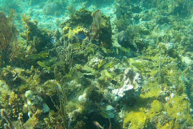 Negril Glass Bottom Boat Tour Snorkeling and Booby Cay - Pickup, Meeting Spots, and the Easiest Way to Start Your Day