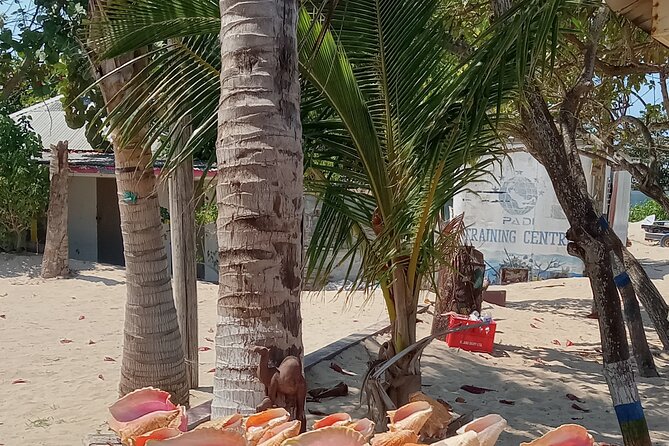 Ocho Rios Scenic Views, Culture and Adventure - Who should book this tour (and who might pass)