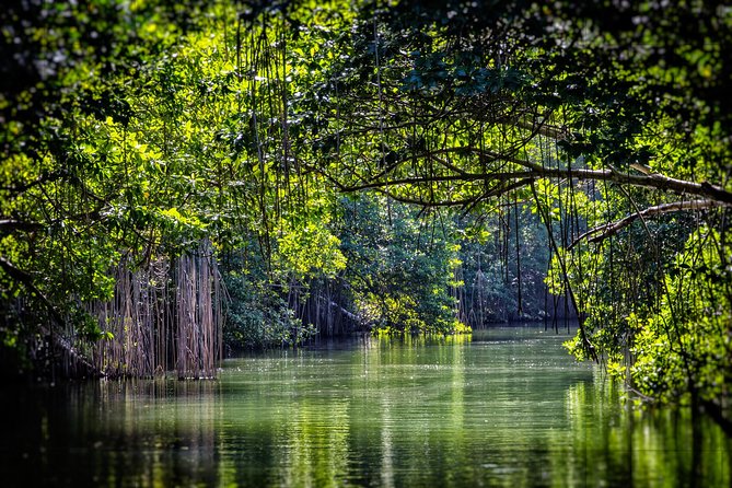Private Appleton YS Falls and Black River Tour from Montego Bay - Black River Safari Boat Ride: Wild Crocodiles and Birdwatching in Motion