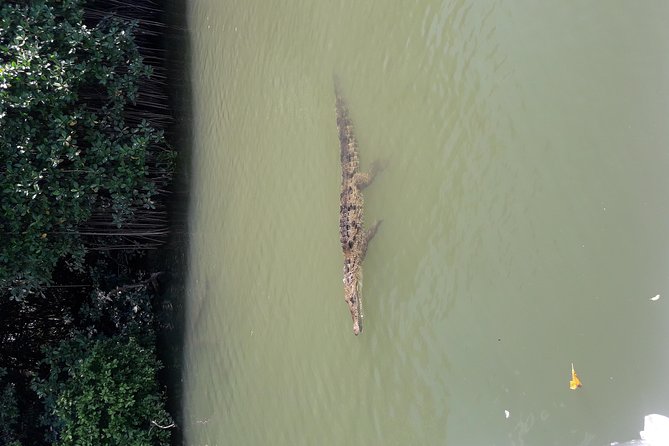Private Black River Safari Tour from Montego Bay - Getting There Comfortably From Montego Bay