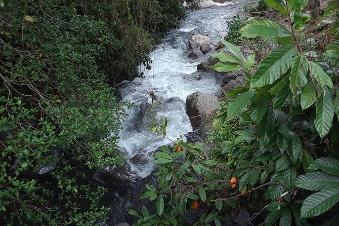 Private Blue Mountain tour from Ocho Rios - Ocho Rios Pickup at 8:00 am, then Straight Up into Blue Mountain Country