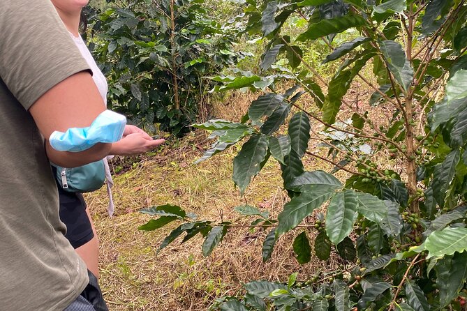 Private Blue Mountain tour from Ocho Rios - What the Farm Experience Feels Like, and the One Possible Downsides