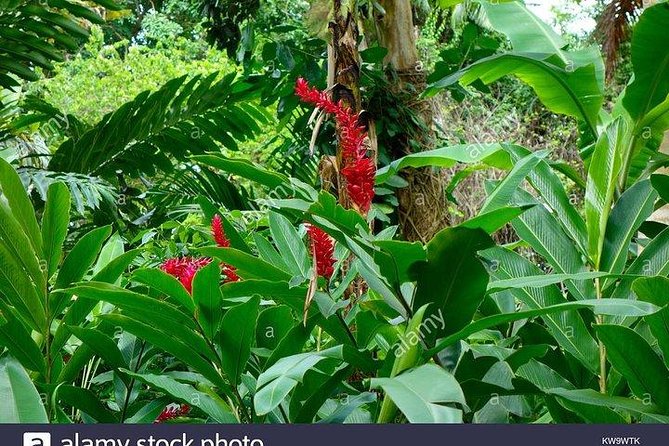 Private Combo Tour From Ocho Rios To Blue Hole & Konoko Falls - The Drive Through White River Toward the Blue Hole