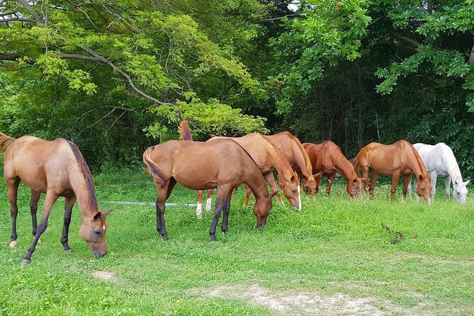 Private Horseback Riding, Swimming and Dunn's River Falls Tour - Dunn’s River Falls: Swim, Climb, and Pick Your Level of Effort