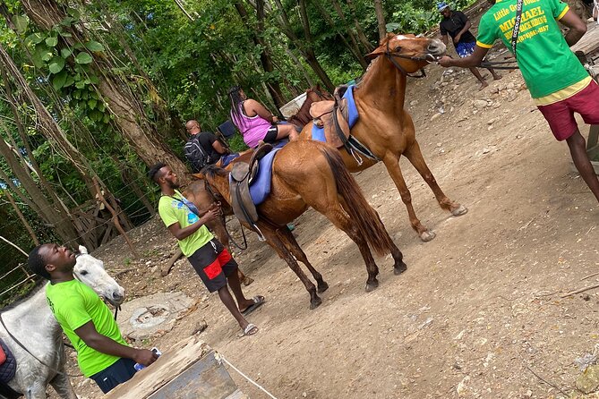 Private Horseback Riding with Blue Hole River Tour in Montego Bay - Discover Bay Horseback: 45 Minutes on the Beach With Bird Encounters