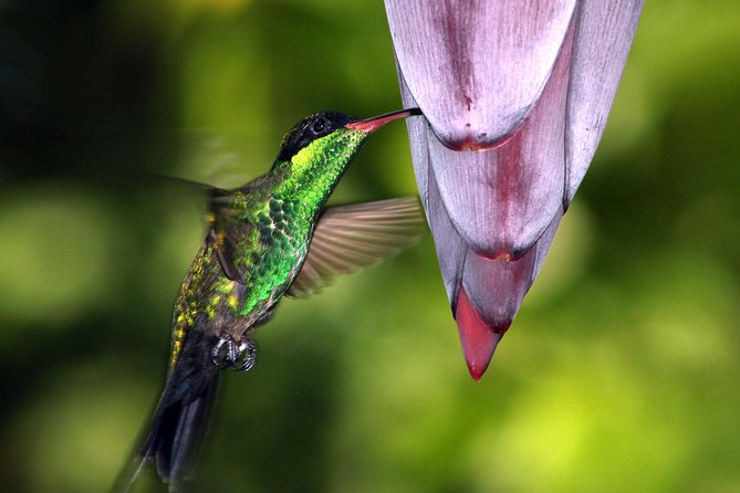 Private Rockland Bird Sanctuary Tour from Montego Bay - Finger-Feeding Hummingbirds, Without the Hassle