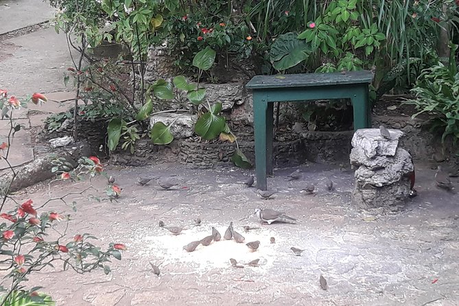 Private Rockland Bird Sanctuary Tour from Montego Bay - Nectar Bottle Tips: How You Get Hummingbirds to Land