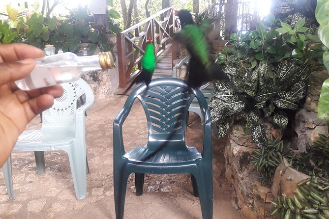 Private Rockland Bird Sanctuary Tour from Montego Bay - Comfort, Clothing, and Practical Notes That Actually Matter