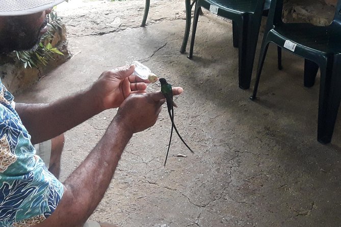Private Rockland Bird Sanctuary Tour from Montego Bay - Who Should Book This Private Bird Tour?