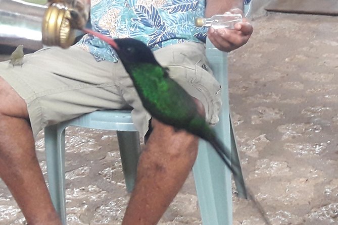Private Rockland Bird Sanctuary Tour from Montego Bay - Getting There From Montego Bay: Private Pickup and a Comfort-First Ride
