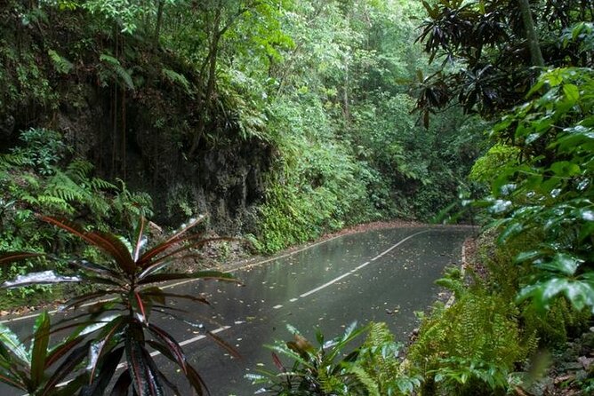 Private Sightseeing Tour in & Around Ocho Rios - Fern Gully: A Scenic Road Built for Photos