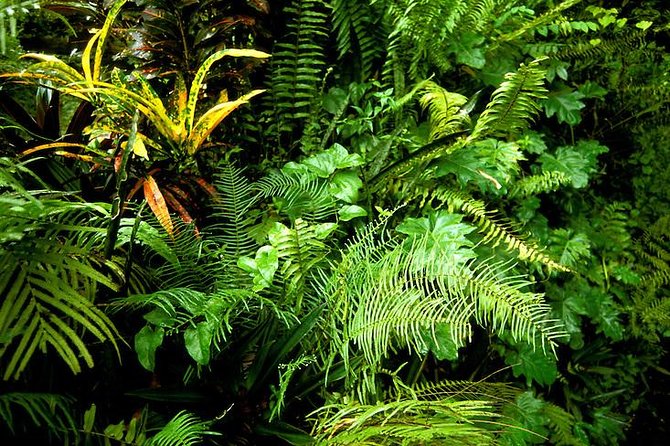 Private Sightseeing Tour in & Around Ocho Rios - The Morning Drive That Sets the Tone