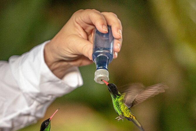 Rockland Bird Sanctuary plus Montego Bay Highlights & Shopping Private Tour - What you’ll do during the 2 hours at Rocklands