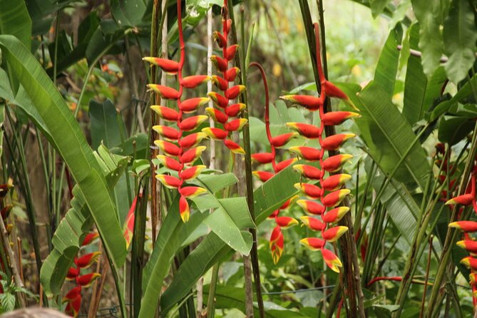 Rockland Bird Sanctuary plus Montego Bay Highlights & Shopping Private Tour - Private hotel transfers that keep the day relaxed