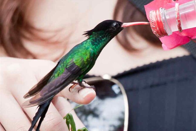 Rockland Bird Sanctuary plus Montego Bay Highlights & Shopping Private Tour - Is $123 per person good value for this half-day?